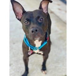 Photo of Lidia, adoptable Mixed Breed (Medium) in Munster, Indiana