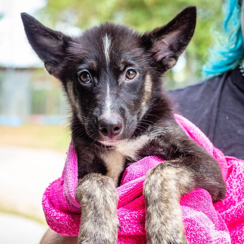Photo of Magic, adoptable Shepherd / Mix in Staunton, Virginia