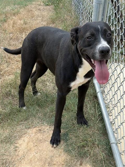 Photo of Destiny, adoptable Pit Bull Terrier in Augusta, Georgia