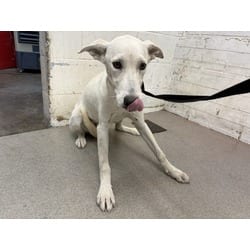 Photo of Porkchop, adoptable Labrador Retriever in San Bernardino, California