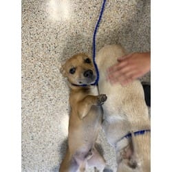 Photo of Churro, adoptable Chihuahua in Doral, Florida