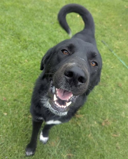 Photo of Rudder, adoptable Labrador Retriever in San Bernardino, California