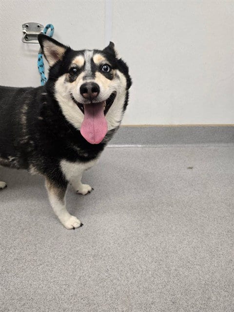 Photo of Bear, adoptable Siberian Husky in Rancho Cucamonga, California