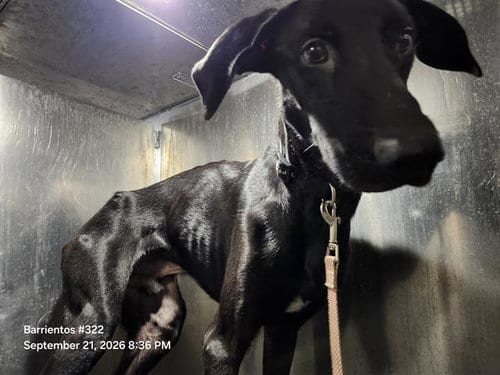 Photo of Shadow, adoptable Doberman Pinscher in San Antonio, Texas