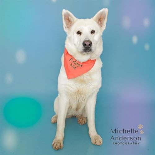 Photo of Alaska, adoptable German Shepherd Dog in Corona, California