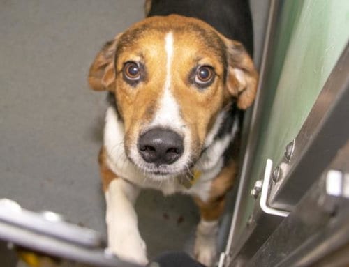 Photo of Scout, adoptable Australian Shepherd in Maryland, Missouri