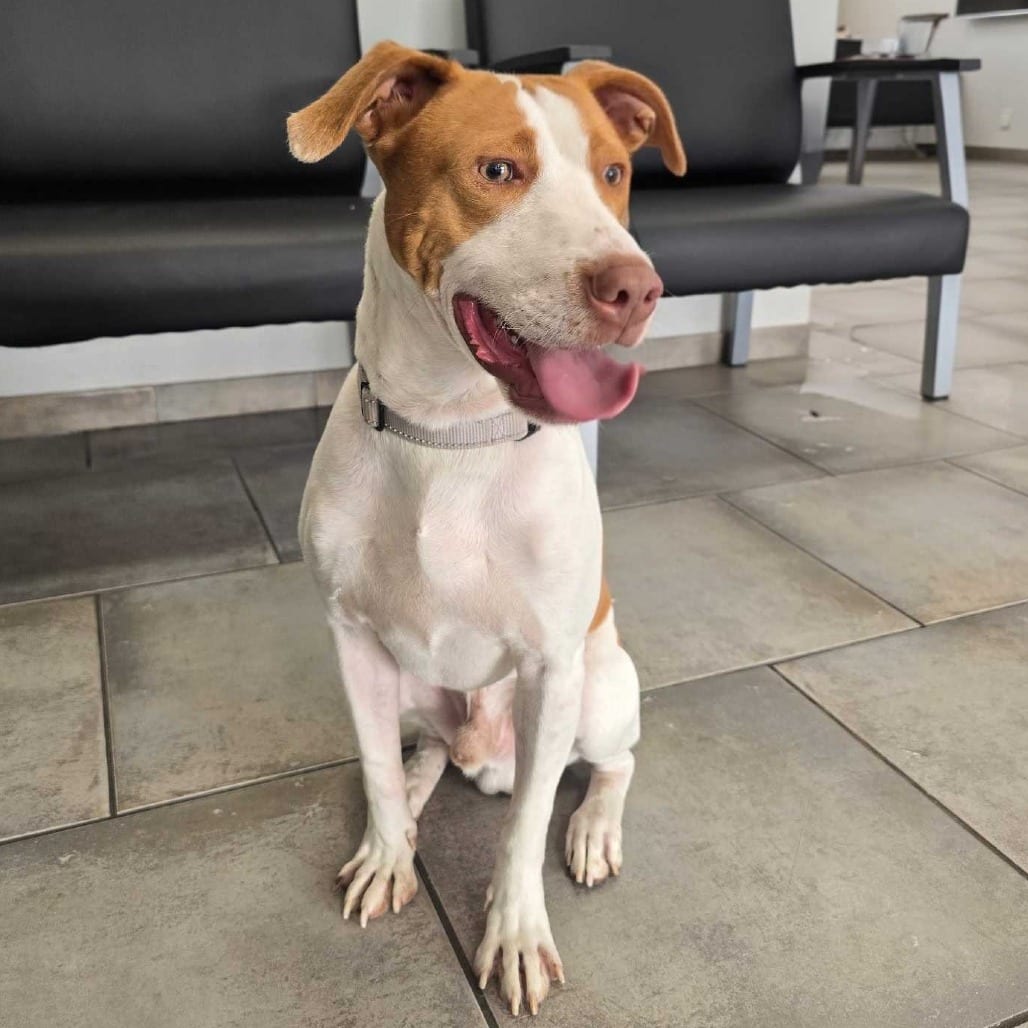 Photo of Jenkins K3, adoptable Hound / Terrier, Pit Bull in Union, Missouri