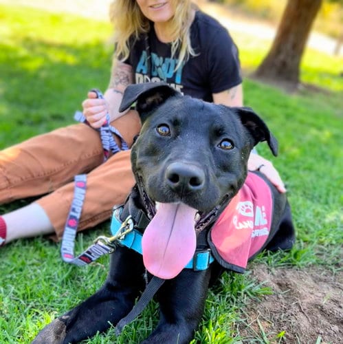 Photo of Dusty, adoptable Labrador Retriever in Oakland, California