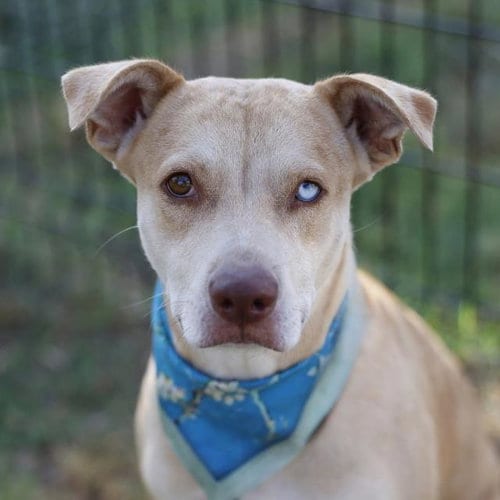 Photo of Paloma, adoptable German Shepherd Dog in San Antonio, Texas