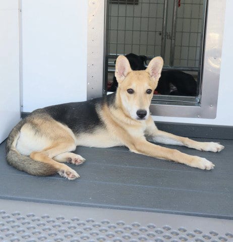 Photo of Langston, adoptable German Shepherd Dog in San Bernardino, California