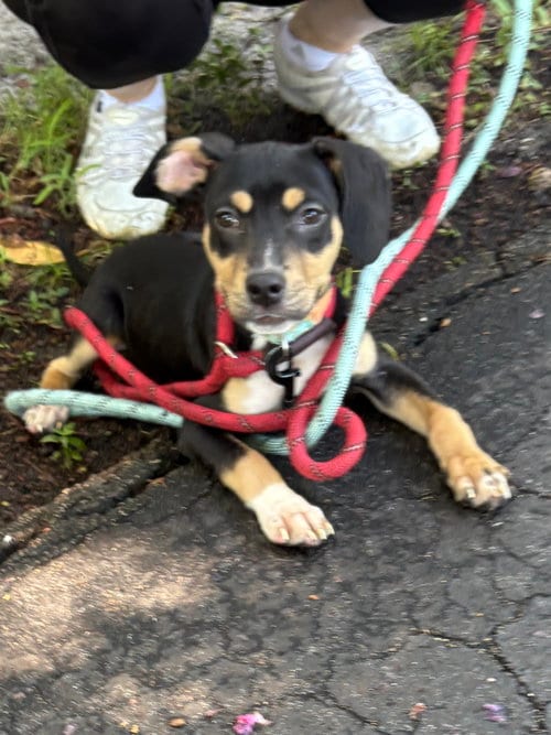 Photo of Dixie, adoptable Doberman Pinscher in Margate, Florida