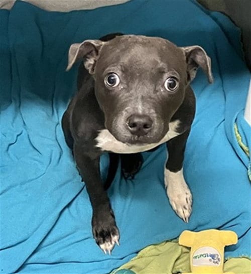Photo of Bug, adoptable Pit Bull Terrier in Peoria, Illinois