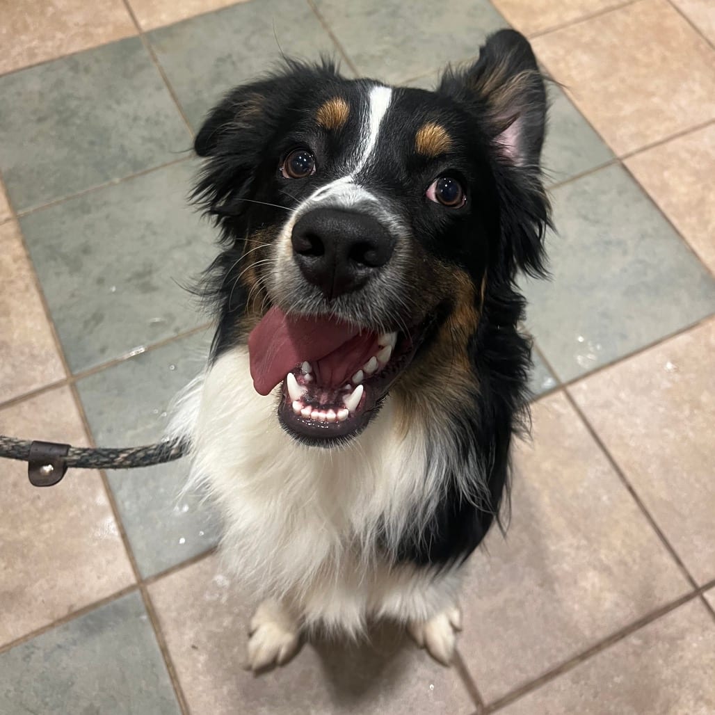 Photo of Jake, adoptable Mixed Breed (Medium) in Chattanooga, Tennessee