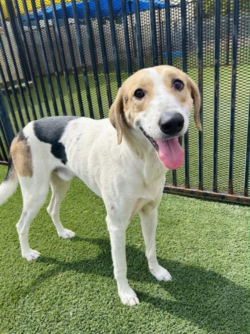 Photo of Lenny, adoptable Hound in Rockwall, Texas