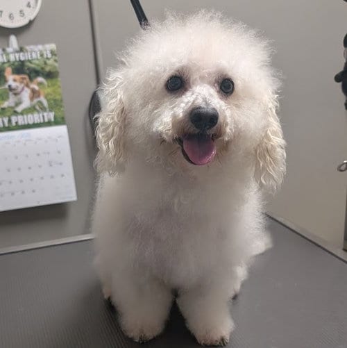 Photo of Tonkotsu, adoptable Maltese in Las Vegas, Nevada