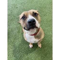 Photo of Ronaldo, adoptable Terrier (Unknown Type, Medium) in Doral, Florida