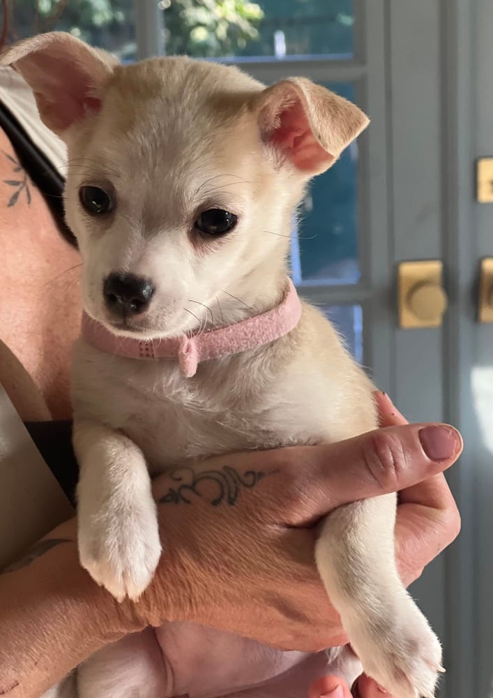 Photo of Pippin, adoptable Chihuahua in Dana Point, California