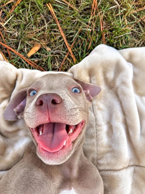 Photo of McNugget (2026), adoptable Pit Bull Terrier in Wenonah, New Jersey