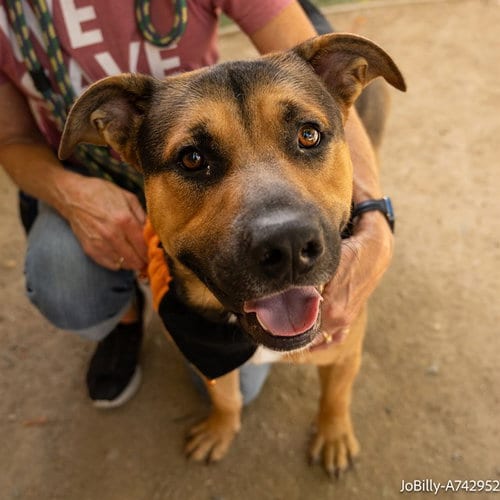 Photo of Jobilly, adoptable Rottweiler in Sacramento, California