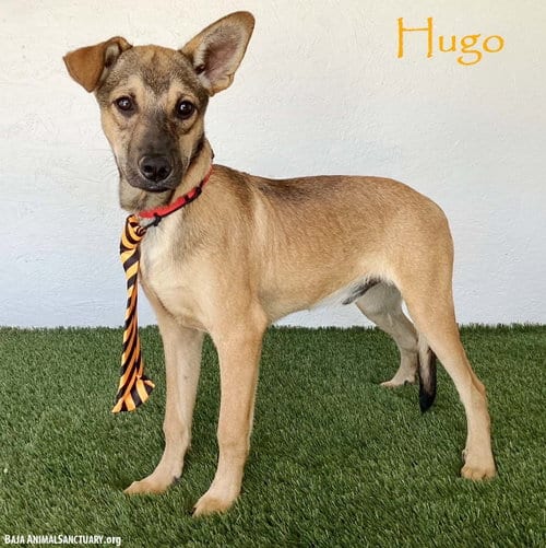 Photo of Hugo, adoptable Shepherd in San Diego, California