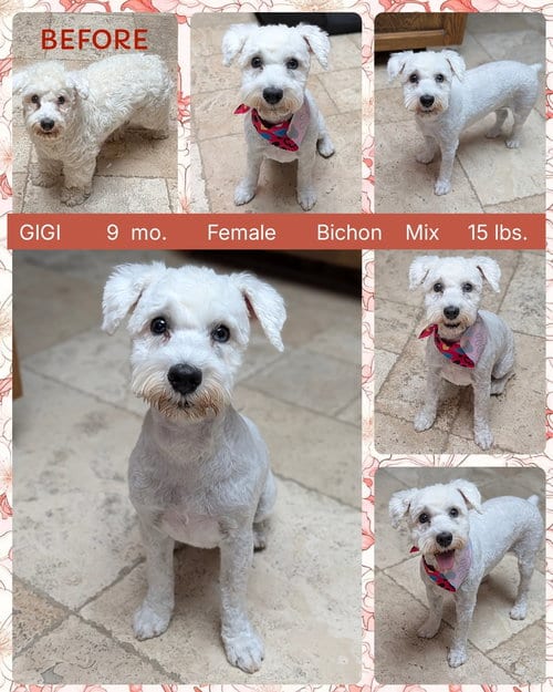 Photo of Gigi, adoptable Bichon Frise in Mesa, Arizona