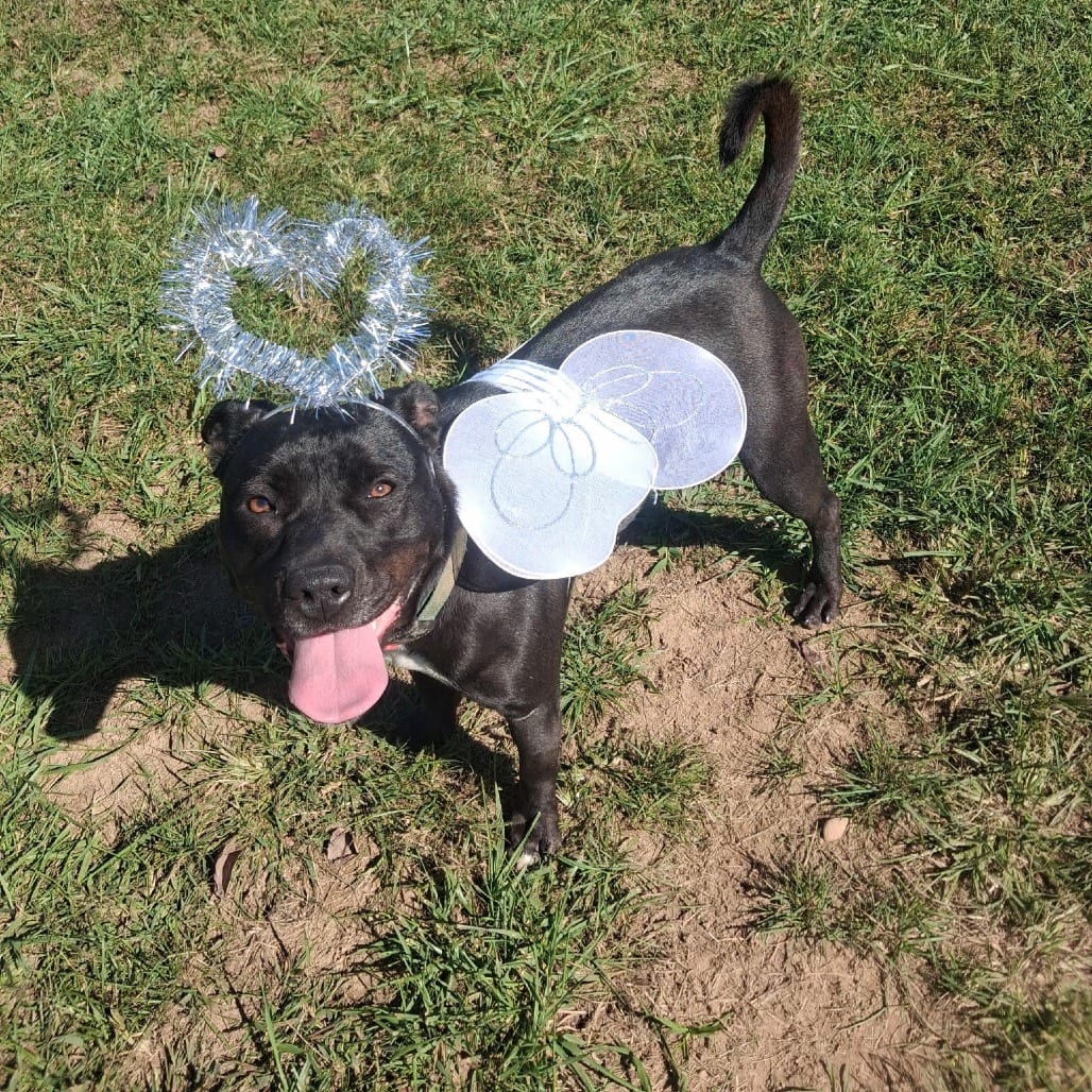 Photo of Eazy, adoptable Retriever, Black Labrador / Mixed Breed (Medium)