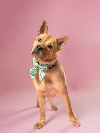 Photo of Tessa, adoptable dog in Atlanta, Georgia
