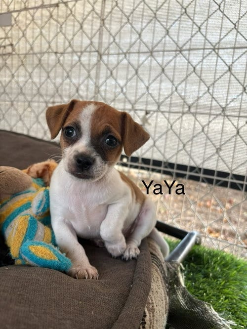Photo of YaYa, adoptable Chihuahua in Turlock, California