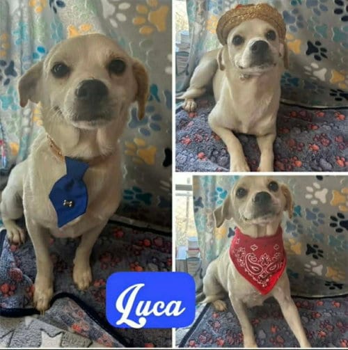 Photo of Lucio (Luca), adoptable Chihuahua in Robbinsdale, Minnesota