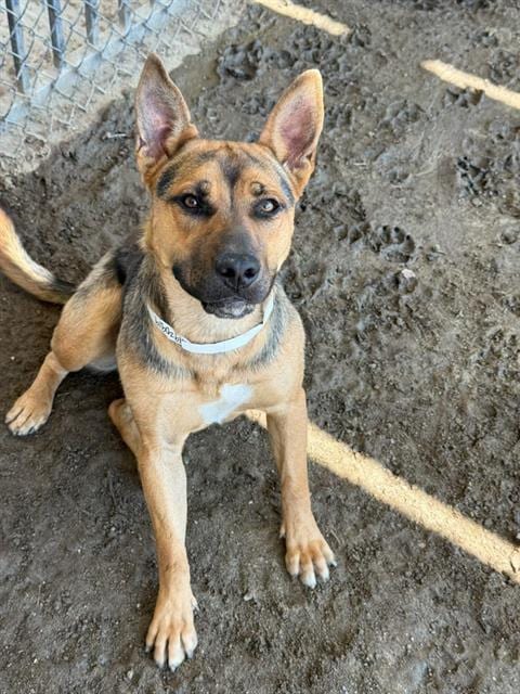 Photo of Tessa, adoptable German Shepherd Dog in Riverside, California