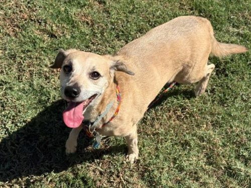 Photo of Lilliah, adoptable Chihuahua in Tulsa, Oklahoma