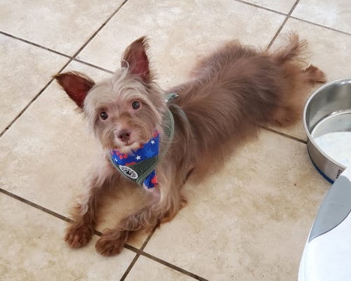 Photo of Mollie, adoptable Yorkshire Terrier Yorkie in Temecula, California