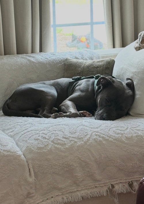 Photo of Cash, adoptable Pit Bull Terrier in Cuyahoga Falls, Ohio