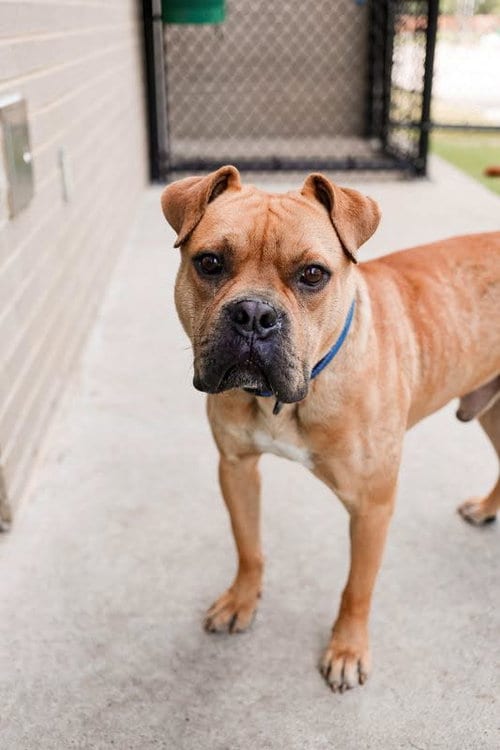 Photo of Buster, adoptable Boxer in McKinney, Texas