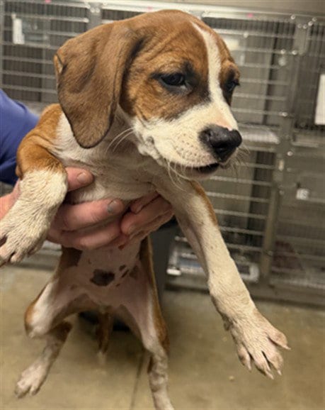 Photo of Hoffman, adoptable Boxer in Van Nuys, California