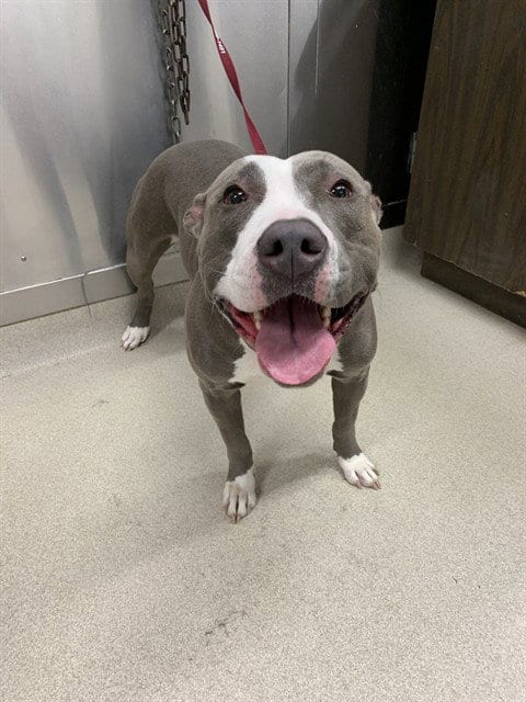 Photo of Lilo, adoptable Pit Bull Terrier in Fairbanks, Alaska