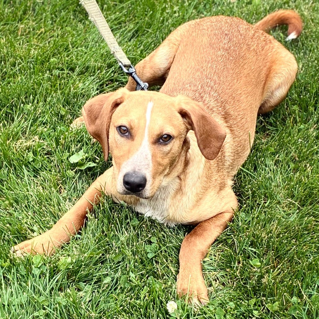 Photo of Jake, adoptable Cattle Dog, Australian (Red Heeler) / Retriever, Labrador in South Elgin, Illinois