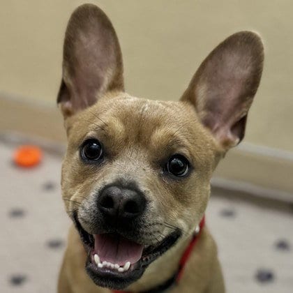 Photo of Mike Inouye, adoptable Unknown breed (short coat) in Pleasanton, California