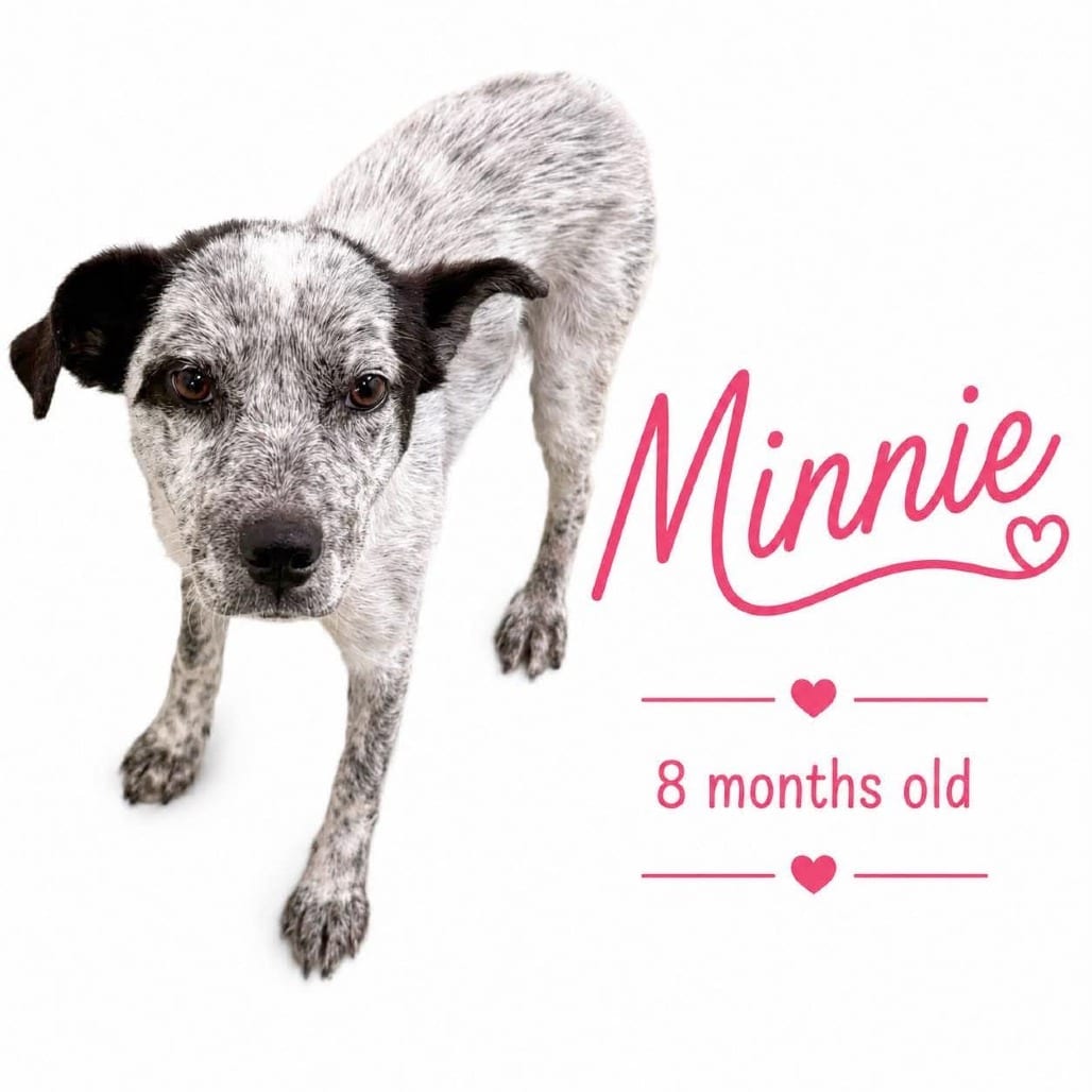 Photo of Minnie, adoptable Mixed Breed (Medium)