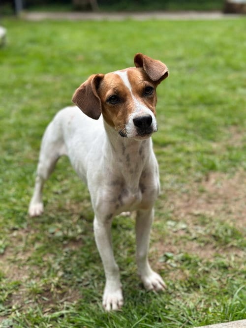 Photo of Nissa A Jackawhip (A designer breed), adoptable Jack Russell Terrier in Arlington, Washington