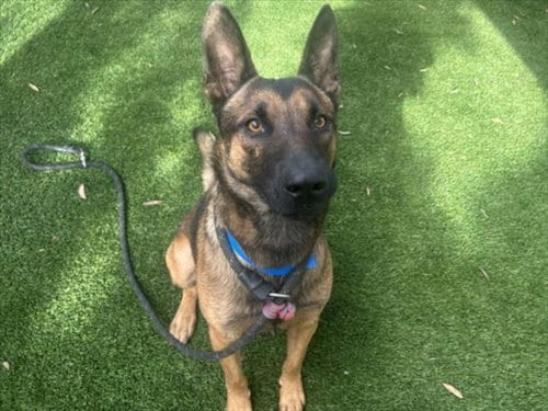 Photo of Hawk, adoptable German Shepherd Dog in Los Angeles, California