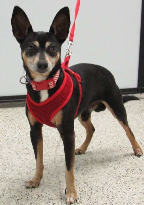 Photo of Rocky, adoptable Chihuahua in Conroe, Texas