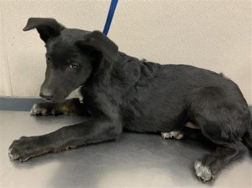 Photo of A256718, adoptable Border Collie in Visalia, California