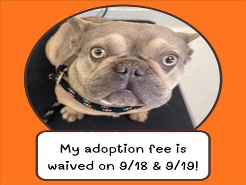 Photo of Napoleon, adoptable French Bulldog in Santa Cruz, California
