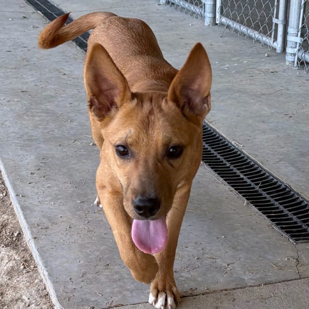Photo of Mercury, adoptable Retriever, Labrador / Basenji in Boonville, Missouri