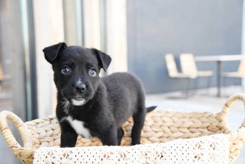 Photo of Larry Daley, adoptable Labrador Retriever in Sandy, Utah