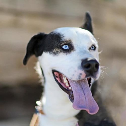 Photo of Lanzo, adoptable Labrador Retriever in Albuquerque, New Mexico