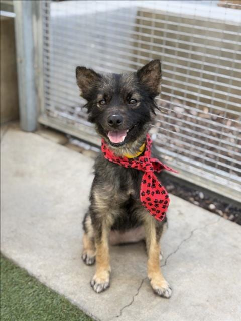 Photo of Alfie, adoptable Pomeranian in San Pedro, California