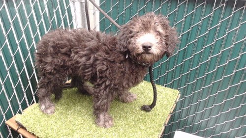 Photo of Prince Harry, adoptable Terrier in Downey, California