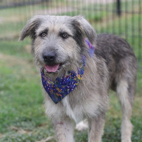Photo of Clyde, adoptable Terrier in San Antonio, Texas
